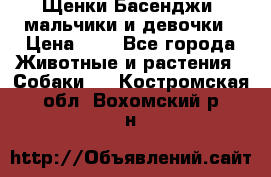 Щенки Басенджи ,мальчики и девочки › Цена ­ 1 - Все города Животные и растения » Собаки   . Костромская обл.,Вохомский р-н